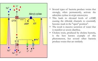 • Several types of bacteria produce toxins that
strongly, often permanently, activate the
adenylate cyclase in crypt enterocytes.
• This leads to elevated levels of cAMP,
causing the chloride channels to essentially
become stuck in the "open" position".
• The result is massive secretion of water that
is manifest as severe diarrhea.
• Cholera toxin, produced by cholera bacteria,
is the best known example of this
phenomenon, but several other bacteria
produce toxins that act similarly.
 