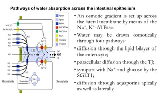 Pathways of water absorption across the intestinal epithelium
• An osmotic gradient is set up across
the lateral membrane by means of the
Na+, K+-ATPase.
• Water may be drawn osmotically
through four pathways:
• diffusion through the lipid bilayer of
the enterocyte;
• paracellular diffusion through the TJ;
• symport with Na+ and glucose by the
SGLT1;
• diffusion through aquaporins apically
as well as laterally.
 