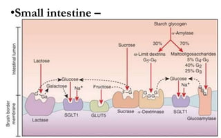 •Small intestine –
•Pancreatic amylase (alpha amylase) breaks
down any remaining polysaccharides to
maltose and other smaller polymers
•Epithelial enzymes are present to
breakdown these smaller polymers;
•Lactase – lactose to galactose and glucose
•Sucrase – sucrose to fructose and glucose
•Maltase – maltose to molecules of glucose
 