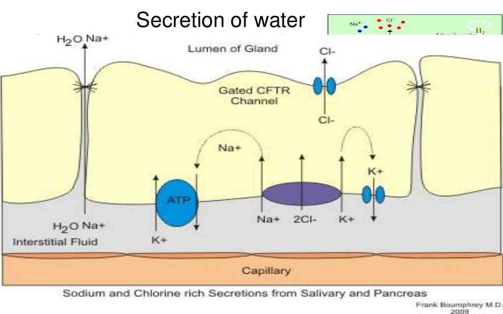 10. git lecture 10 digestion and absorption.