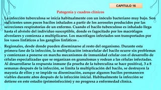 Patogenia y cuadros clínicos
La infección tuberculosa se inicia habitualmente con un inóculo bacteriano muy bajo. Son
suficientes unos pocos bacilos inhalados a partir de los aerosoles producidos por las
secreciones respiratorias de un enfermo. Cuando el bacilo tuberculoso es inhalado llega
hasta el alvéolo del individuo susceptible, donde es fagocitado por los macrófagos
alveolares y comienza a multiplicarse. Los macrófagos infectados son transportados por
los vasos linfáticos a los ganglios linfáticos .
Regionales, desde donde pueden diseminarse al resto del organismo. Durante esta
primera fase de la infección, la multiplicación intracelular del bacilo ocurre sin problemas
y comienzan a ponerse en marcha mecanismos de inmunidad celular con el desarrollo de
células especializadas que se organizan en granulomas y rodean a las células infectadas.
Al desarrollarse la respuesta inmune (la prueba de la tuberculina se hace positiva), 3 a 8
semanas después de la infección, se limita la multiplicación del bacilo, se destruyen la
mayoría de ellos y se impide su diseminación, aunque algunos bacilos permanecen
viables durante años después de la infección inicial. Habitualmente la infección se
detiene en este estadio (primoinfección) y no progresa a enfermedad clínica.
CAPITULO 16
 