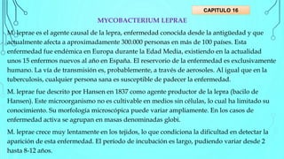 MYCOBACTERIUM LEPRAE
M. leprae es el agente causal de la lepra, enfermedad conocida desde la antigüedad y que
actualmente afecta a aproximadamente 300.000 personas en más de 100 países. Esta
enfermedad fue endémica en Europa durante la Edad Media, existiendo en la actualidad
unos 15 enfermos nuevos al año en España. El reservorio de la enfermedad es exclusivamente
humano. La vía de transmisión es, probablemente, a través de aerosoles. Al igual que en la
tuberculosis, cualquier persona sana es susceptible de padecer la enfermedad.
M. leprae fue descrito por Hansen en 1837 como agente productor de la lepra (bacilo de
Hansen). Este microorganismo no es cultivable en medios sin células, lo cual ha limitado su
conocimiento. Su morfología microscópica puede variar ampliamente. En los casos de
enfermedad activa se agrupan en masas denominadas globi.
M. leprae crece muy lentamente en los tejidos, lo que condiciona la dificultad en detectar la
aparición de esta enfermedad. El período de incubación es largo, pudiendo variar desde 2
hasta 8-12 años.
CAPITULO 16
 