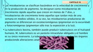 • Las micobacterias se clasifican basándose en la velocidad de crecimiento y
en la producción de pigmento. Se designan como micobacterias de
crecimiento rápido aquellas que crecen en menos de 7 días, y
micobacterias de crecimiento lento aquellas que tardan más de una
semana en medios sólidos. A su vez, las micobacterias productoras de
pigmento se diferencian en escotocromógenas (pigmentan en la oscuridad)
y fotocromógenas (pigmentan sólo tras la exposición a la luz).
• La tuberculosis bovina, también puede producir tuberculosis en el huésped
humano. M. tuberculosis es un parásito intracelular obligado y el hombre
es su único reservorio. La tuberculosis puede afectar a todos los órganos
produciendo alteraciones anatomopatológicas características.
CAPITULO 16
 