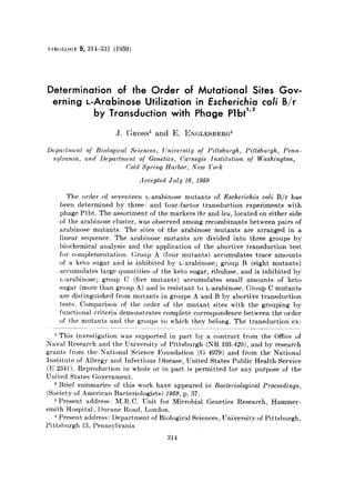 VIROLOGY 9, 31g331 (1959)
Determination of the Order of Mutational Sites Gov-
erning L-Arabinose Utilization in Escherichia coli B/r
by Transduction with Phage Plbt”*
J. <:mss3 and $1. ENGLESBERG~
Depurlnw~t of Biologicul Sciences, LTniversity of Pittsburgh, Pittsburgh, Penn-
sylmnin, and Department OJ” Genetics, Carnegie Institution of Washington,
Cold Spring Harbor, New York
Accepted JIL~!J 16, 1959
The order of seventeen I,-arabinose mutants of Escherichia coli B/r has
been determined by three- and four-factor transduction experiments with
phage Plbt. The assortment of the markers thr and leu, located on either side
of the arabinose cluster, was observed among recombinants between pairs of
arabinose mutants. The sit.es of the arabinose mutants are arranged in a
linear sequence. The arabinose mutants are divided into three groups by
biochemical analysis and the application of the abortive transduction test
for complementat,ion. (iroup A (four mutants) accumulates trace amounts
of a keto sugar and is inhibit,ed by L-arabinose; group B (eight mutants)
accumulatjes large quantities of the keto sugar, ribulose, and is inhibited by
I,-arabinose; group C (five mutants) accumulates small amounts of keto
sugar (more than group A) and is resistant to L-arabinose. Group C mutants
are distinguished from mutant,s in groups A and B by abortive transduction
test,s. Comparison of t,he order of the mutant sites with the grouping by
funct,ional crit’cria demonstrat,es complete correspondence between the order
of the miltants and the groups t,o which t,hey belong. The transduction ex-
i This investigation was supported in part by a contract from the Office of
Naval Research and t)he University of Pittsburgh (NH. 103.429), and by research
grant.s from the National Science Foundation (G 4979) and from the National
Institute of Allergy and Infectious IXsease, United States Public Health Service
(E 2341). Reproduction in whole or in part is permitted for any purpose of the
United States Government.
2 Brief summaries of this work have appeared in Bacteriological Proceedings,
(Society of American Bacteriologists) 1959, p. 37.
3 Present address: M.R.C. Unit for Microbial Genetics Research, Hammer-
smith Hospital, I>ucane Road, London.
4 Present address: Department of Biological Sciences, University of Pittsburgh,
Pit,tsburgh 13, Pennsylvania.
314
 