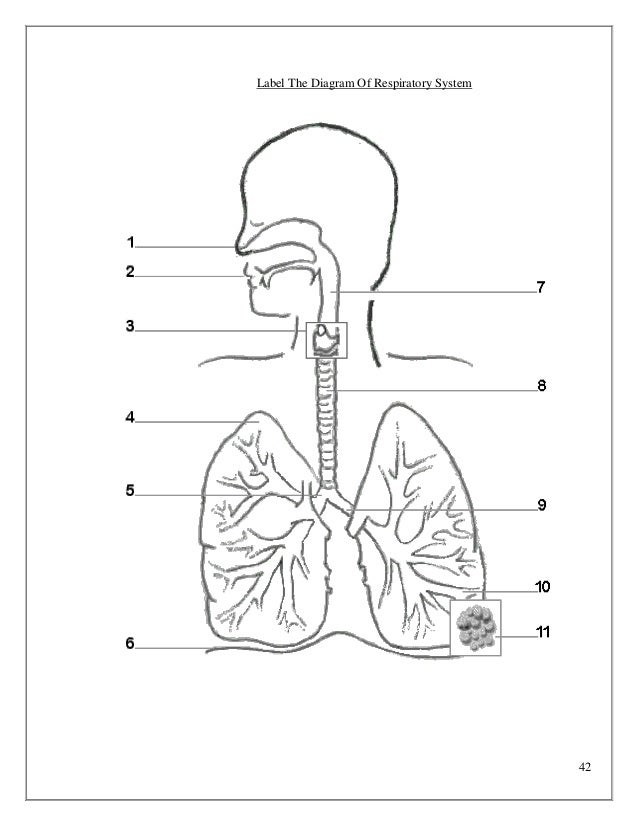 Respiratory System Diagram Crossword Answers - Diagram Media
