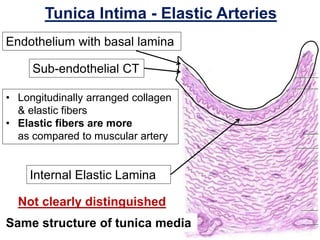 Histology of blood vessels | PPTX