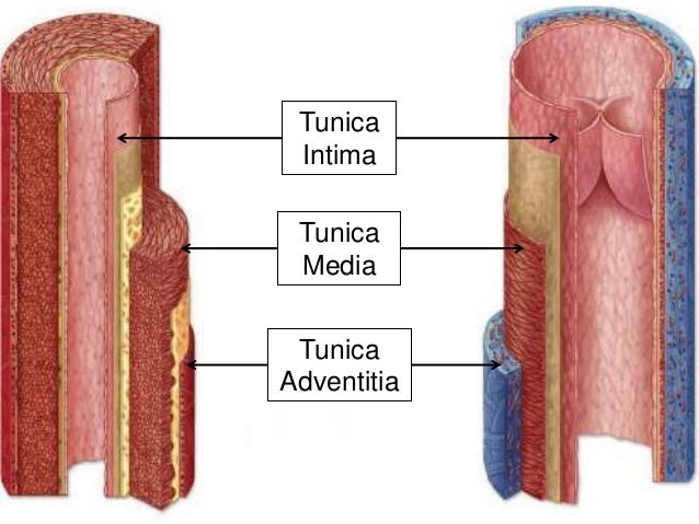 Histology of blood vessels