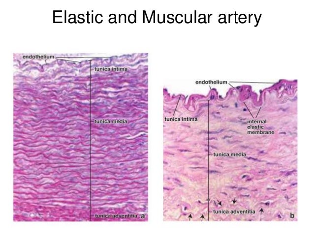 Histology of blood vessels