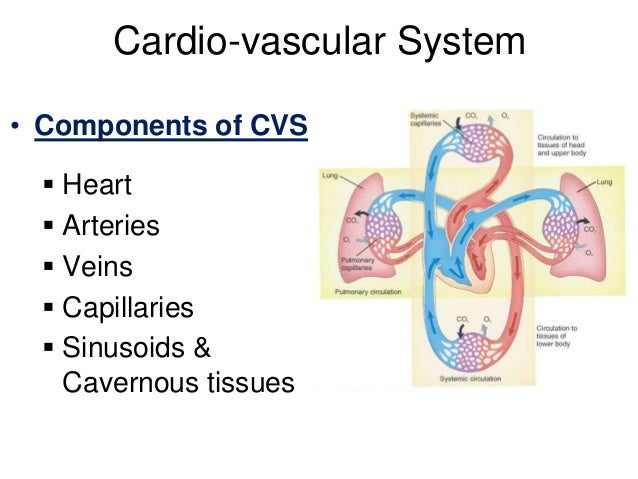 Histology Of Blood Vessels