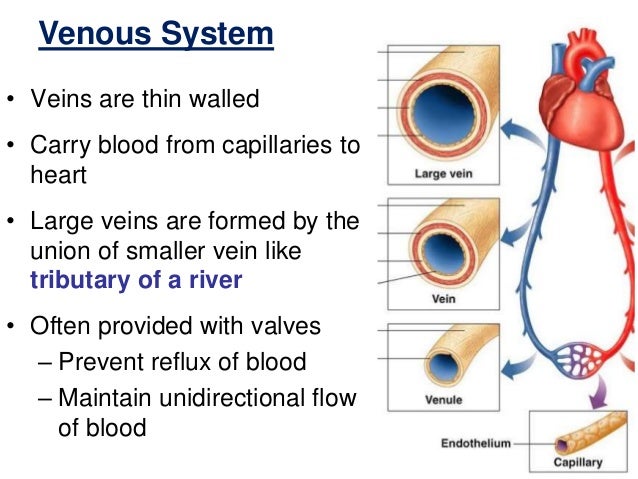Histology Of Blood Vessels Histology Of Blood Vessels