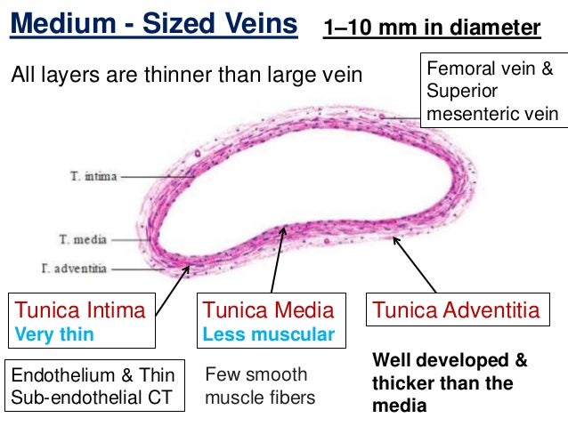 Histology Of Blood Vessels Histology Of Blood Vessels