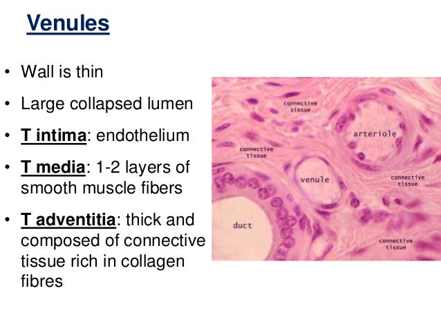 Histology Of Blood Vessels Histology Of Blood Vessels