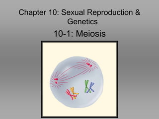 Chapter 10: Sexual Reproduction &
Genetics
10-1: Meiosis
 