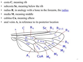 • costa C, meaning rib
• subcosta Sc, meaning below the rib
• radius R, in analogy with a bone in the forearm, the radius
• media M, meaning middle
• cubitus Cu, meaning elbow
• anal veins A, in reference to its posterior location
17
 