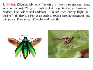 2. Elytra: (Sigular: Elytron) The wing is heavily sclerotised. Wing
venation is lost. Wing is tough and it is protective in function. It
protects hind wings and abdomen. It is not used during flight. But
during flight they are kept at an angle allowing free movement of hind
wings. e.g. Fore wings of beetles and weevils.
20
 