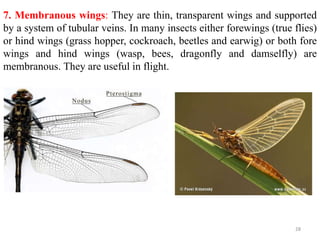 7. Membranous wings: They are thin, transparent wings and supported
by a system of tubular veins. In many insects either forewings (true flies)
or hind wings (grass hopper, cockroach, beetles and earwig) or both fore
wings and hind wings (wasp, bees, dragonfly and damselfly) are
membranous. They are useful in flight.
28
 