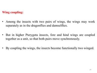 Wing coupling:
• Among the insects with two pairs of wings, the wings may work
separately as in the dragonflies and damselflies.
• But in higher Pterygota insects, fore and hind wings are coupled
together as a unit, so that both pairs move synchronously.
• By coupling the wings, the insects become functionally two winged.
29
 