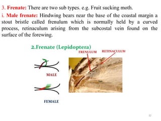 3. Frenate: There are two sub types. e.g. Fruit sucking moth.
i. Male frenate: Hindwing bears near the base of the coastal margin a
stout bristle called frenulum which is normally held by a curved
process, retinaculum arising from the subcostal vein found on the
surface of the forewing.
32
 