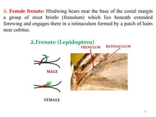 ii. Female frenate: Hindwing bears near the base of the costal margin
a group of stout bristle (frenulum) which lies beneath extended
forewing and engages there in a retinaculum formed by a patch of hairs
near cubitus.
33
 