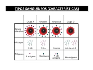 TIPOS SANGUÍNEOS (CARACTERÍSTICAS)
 
