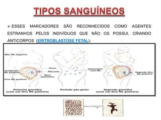  ESSES MARCADORES SÃO RECONHECIDOS COMO AGENTES
ESTRANHOS PELOS INDIVÍDUOS QUE NÃO OS POSSUI, CRIANDO
ANTICORPOS (ERITROBLASTOSE FETAL);
 ISTO PROVOCA UMA AGLUTINAÇÃO DO SANGUE, NÃO PERMITINDO A
SUA LIVRE CIRCULAÇÃO, LEVANDO O INDIVÍDUO A MORTE.
 