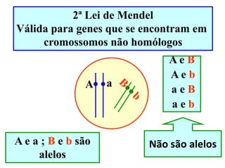 2ª Lei de Mendel
Válida para genes que se encontram em
cromossomos não homólogos
A a
A e a ; B e b são
alelos
A e B
A e b
a e B
a e b
Não são alelos
 
