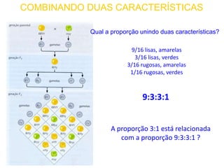 COMBINANDO DUAS CARACTERÍSTICAS
9:3:3:1
9/16 lisas, amarelas
3/16 lisas, verdes
3/16 rugosas, amarelas
1/16 rugosas, verdes
Qual a proporção unindo duas características?
A proporção 3:1 está relacionada
com a proporção 9:3:3:1 ?
 