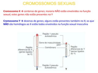 CROMOSSOMOS SEXUAIS
Cromossomo X → centenas de genes; maioria NÃO estão envolvidos na função
sexual; estes genes não estão presentes no Y
Cromossomo Y → dezenas de genes; alguns estão presentes também no X; os que
NÃO são homólogos ao X estão todos envolvidos na função sexual masculina
 