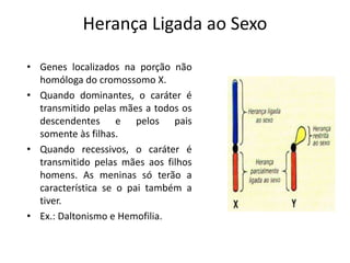 Herança Ligada ao Sexo
• Genes localizados na porção não
homóloga do cromossomo X.
• Quando dominantes, o caráter é
transmitido pelas mães a todos os
descendentes e pelos pais
somente às filhas.
• Quando recessivos, o caráter é
transmitido pelas mães aos filhos
homens. As meninas só terão a
característica se o pai também a
tiver.
• Ex.: Daltonismo e Hemofilia.
 