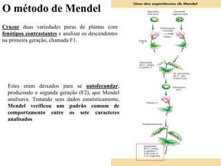O método de Mendel
Estes eram deixados para se autofecundar,
produzindo a segunda geração (F2), que Mendel
analisava. Tratando seus dados estatísticamente,
Mendel verificou um padrão comum de
comportamento entre os sete caracteres
analisados
Cruzar duas variedades puras de plantas com
fenótipos contrastantes e analisar os descendentes
na primeira geração, chamada F1.
 