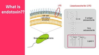 19
What is
endotoxin??
 