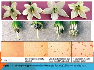 Figure : By microspore appearance under 100x magnification (0.5% aceti-carmine stain)
 