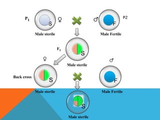 S F
S
S F
S
P1
P2
Male sterile Male Fertile
Male sterile
F1
Male sterile Male Fertile
Male sterile
Back cross
♀ ♂
♂♀
 