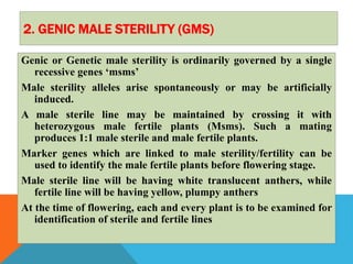 2. GENIC MALE STERILITY (GMS)
Genic or Genetic male sterility is ordinarily governed by a single
recessive genes ‘msms’
Male sterility alleles arise spontaneously or may be artificially
induced.
A male sterile line may be maintained by crossing it with
heterozygous male fertile plants (Msms). Such a mating
produces 1:1 male sterile and male fertile plants.
Marker genes which are linked to male sterility/fertility can be
used to identify the male fertile plants before flowering stage.
Male sterile line will be having white translucent anthers, while
fertile line will be having yellow, plumpy anthers
At the time of flowering, each and every plant is to be examined for
identification of sterile and fertile lines
 
