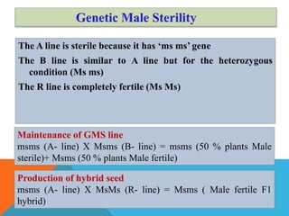 The A line is sterile because it has ‘ms ms’ gene
The B line is similar to A line but for the heterozygous
condition (Ms ms)
The R line is completely fertile (Ms Ms)
Maintenance of GMS line
msms (A- line) X Msms (B- line) = msms (50 % plants Male
sterile)+ Msms (50 % plants Male fertile)
Production of hybrid seed
msms (A- line) X MsMs (R- line) = Msms ( Male fertile F1
hybrid)
 