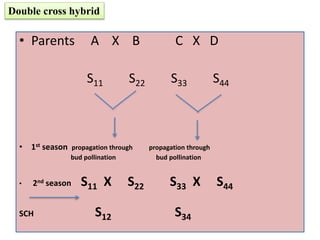 • Parents A X B C X D
S11 S22 S33 S44
• 1st season propagation through propagation through
bud pollination bud pollination
• 2nd season S11 X S22 S33 X S44
SCH S12 S34
Double cross hybrid
 