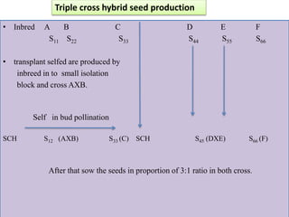 • Inbred A B C D E F
S11 S22 S33 S44 S55 S66
• transplant selfed are produced by
inbreed in to small isolation
block and cross AXB.
Self in bud pollination
SCH S12 (AXB) S33 (C) SCH S45 (DXE) S66 (F)
After that sow the seeds in proportion of 3:1 ratio in both cross.
Triple cross hybrid seed production
 