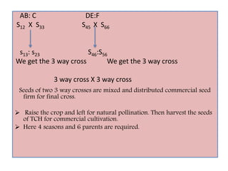 AB: C DE:F
S12 X S33 S45 X S66
s13: s23 S46:S56
We get the 3 way cross We get the 3 way cross
3 way cross X 3 way cross
Seeds of two 3 way crosses are mixed and distributed commercial seed
firm for final cross.
 Raise the crop and left for natural pollination. Then harvest the seeds
of TCH for commercial cultivation.
 Here 4 seasons and 6 parents are required.
 