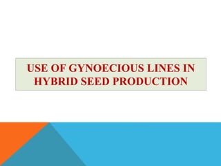 USE OF GYNOECIOUS LINES IN
HYBRID SEED PRODUCTION
 
