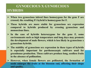 GYNOECIOUS X GYNOECIOUS
HYBRIDS
 When two gynoecious inbred lines homozygous for the gene F are
crossed, the resulting F1 hybrid is homozygous for F.
 These hybrids are more stable for gynoecious sex expression
compared to hybrids produced by crossing gynoecious and
monoecious lines.
 In the case of hybrids heterozygous for the gene F, some
environments such as high temperature and long days may promote
the development of male flowers, which is less likely in gynoecious x
gynoecious hybrids.
 The stability of gynoecious sex expression in these types of hybrids
is especially important for parthenocarpic cultivars used for
greenhouse production. These cultivars produce long, seedless fruits
in the absence of pollination.
 However, when female flowers are pollinated, the formation of
seeds enlarges the fruits at the blossom end, affecting their shape
and quality.
 