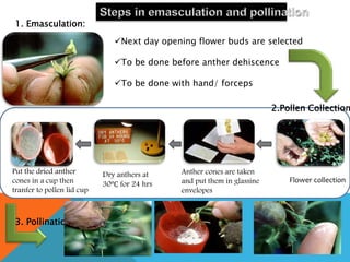 Next day opening flower buds are selected
To be done before anther dehiscence
To be done with hand/ forceps
2.Pollen Collection
1. Emasculation:
Flower collection
Anther cones are taken
and put them in glassine
envelopes
Dry anthers at
30℃ for 24 hrs
Put the dried anther
cones in a cup then
tranfer to pollen lid cup
3. Pollination
 