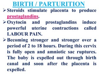 Human Placenta Birth Lactation | PDF