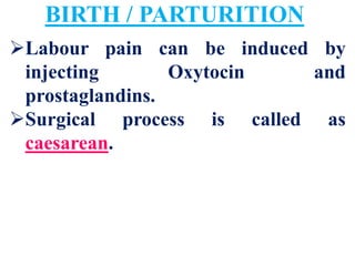 Human Placenta Birth Lactation | PDF