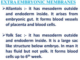 Human Placenta Birth Lactation | PDF