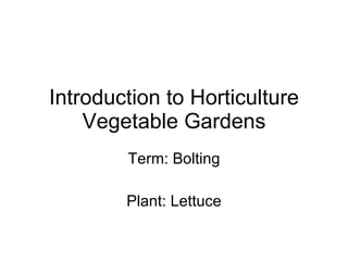 Introduction to Horticulture Vegetable Gardens Term: Bolting Plant: Lettuce 