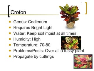 Croton Genus: Codieaum  Requires Bright Light Water: Keep soil moist at all times Humidity: High  Temperature: 70-80 Problems/Pests: Over all a fussy plant Propagate by cuttings 