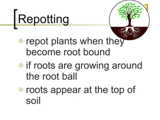 Repotting repot plants when they become root bound if roots are growing around the root ball roots appear at the top of soil 