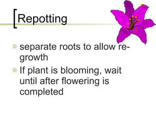 Repotting separate roots to allow re-growth If plant is blooming, wait until after flowering is completed 