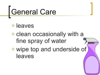 General Care leaves clean occasionally with a fine spray of water wipe top and underside of leaves 