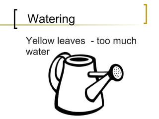 Watering Yellow leaves  - too much water 